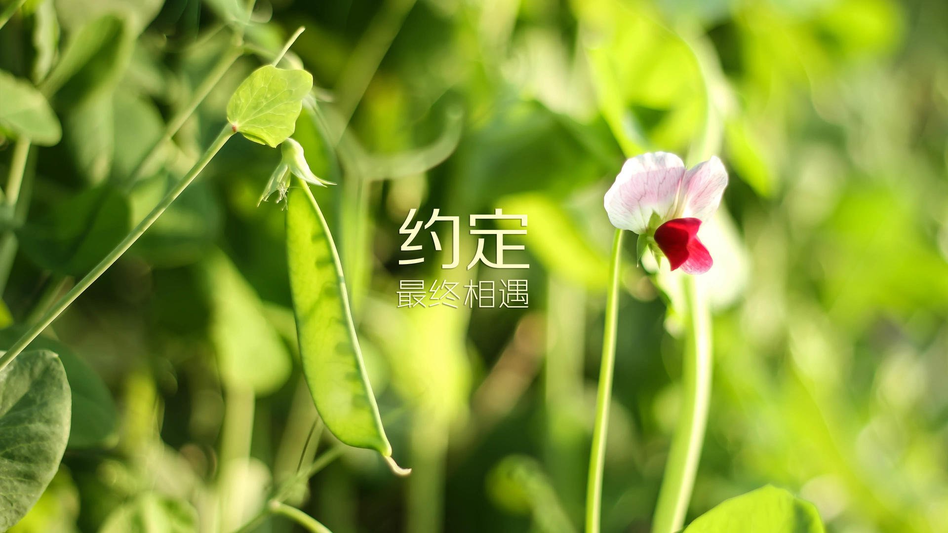 印度乒乓队未来发展：提升整体素质，争取更多国际荣誉，印度乒乓球运动员阿昌塔