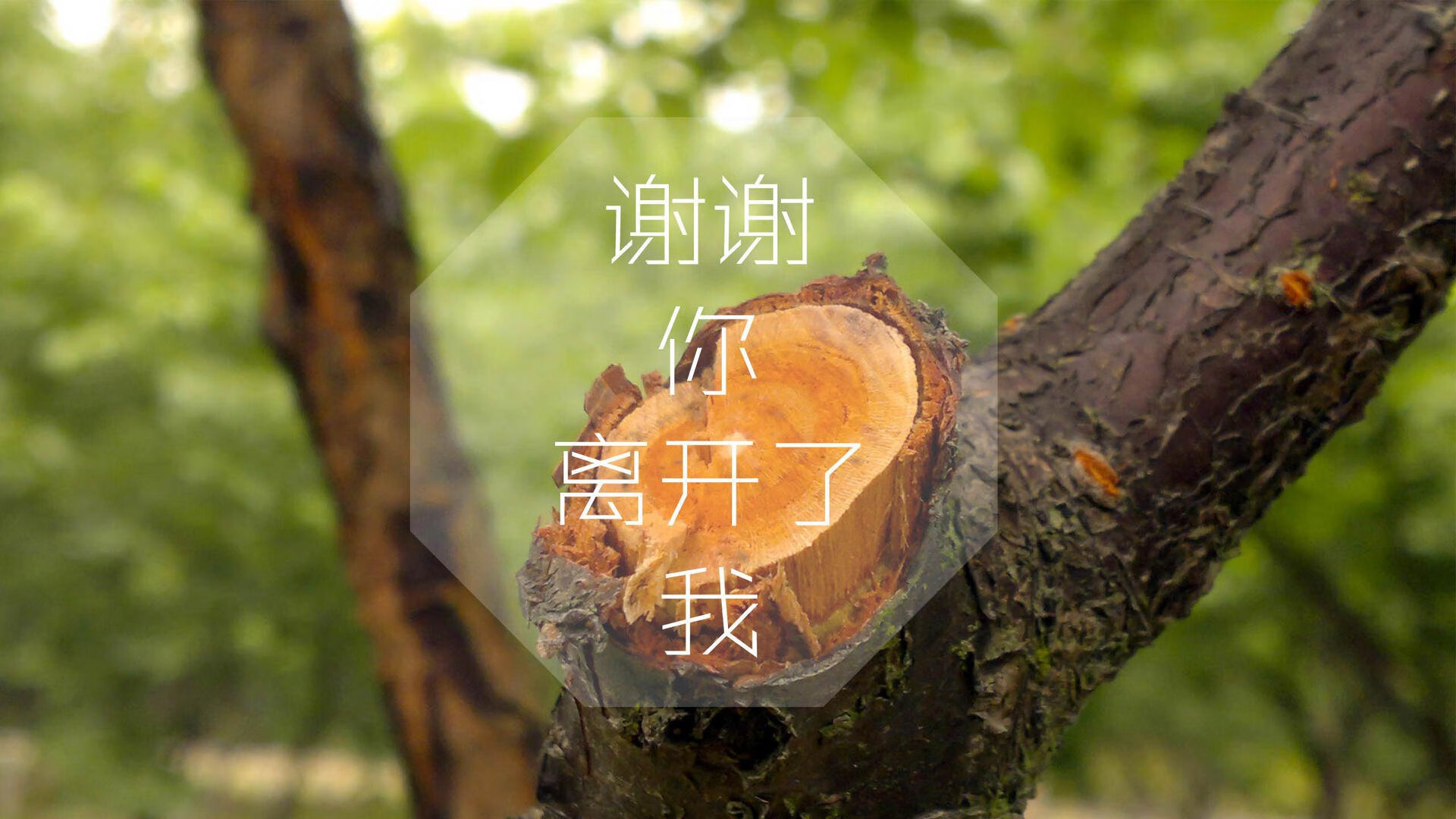 开云·Kaiyun网页版-塔特与袋鼠队队友的默契配合，助力球队征战橄榄球赛场